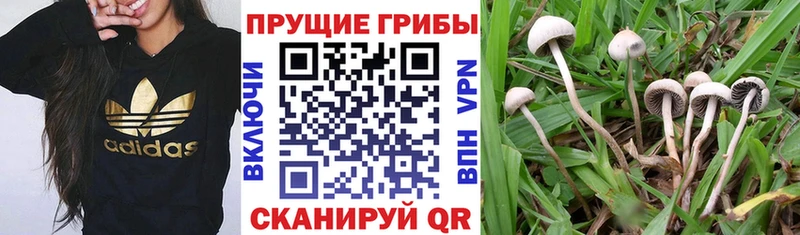 darknet клад  Закаменск  Псилоцибиновые грибы Psilocybe 